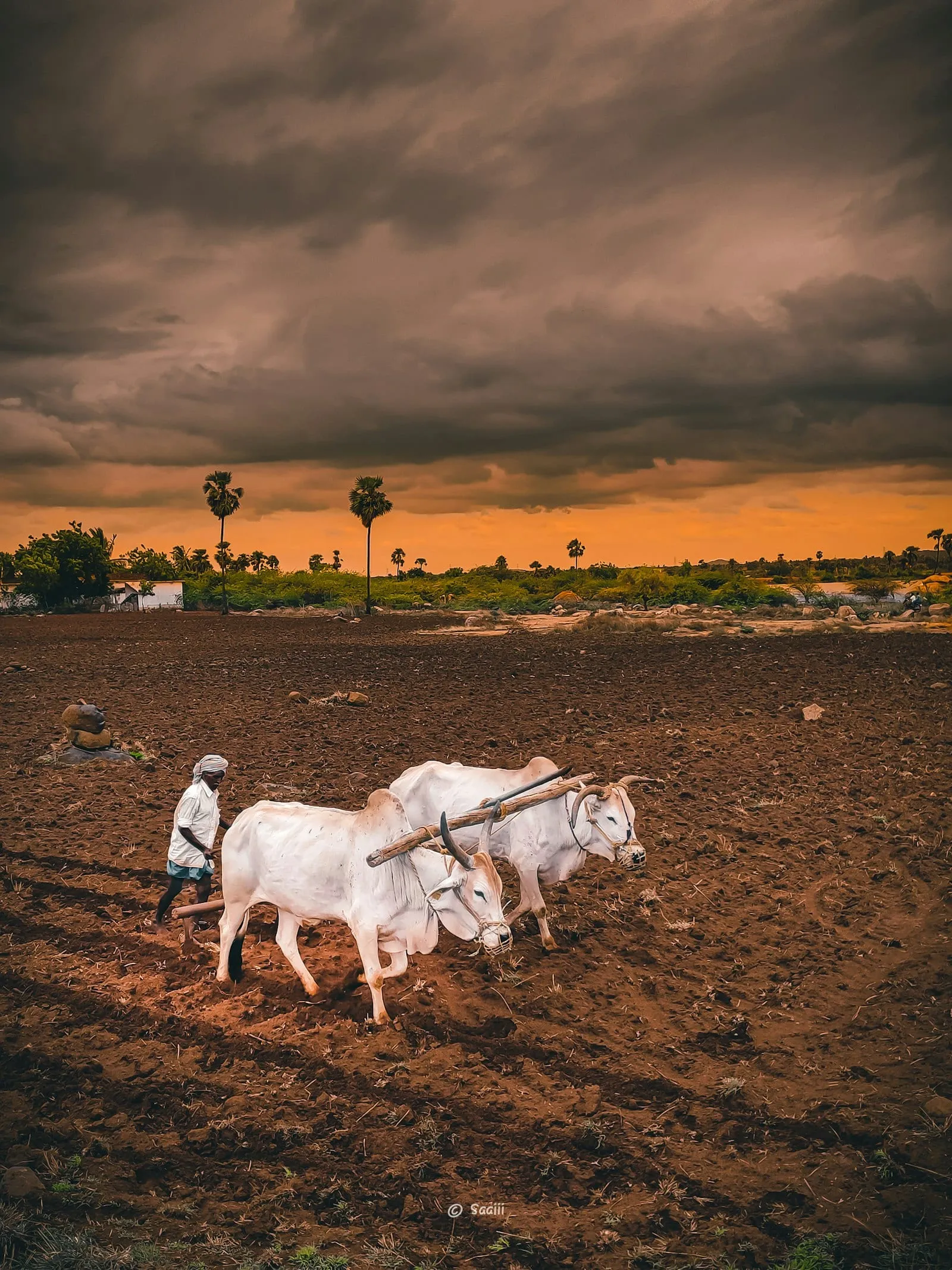 A farmer plowing a field with two white oxen
