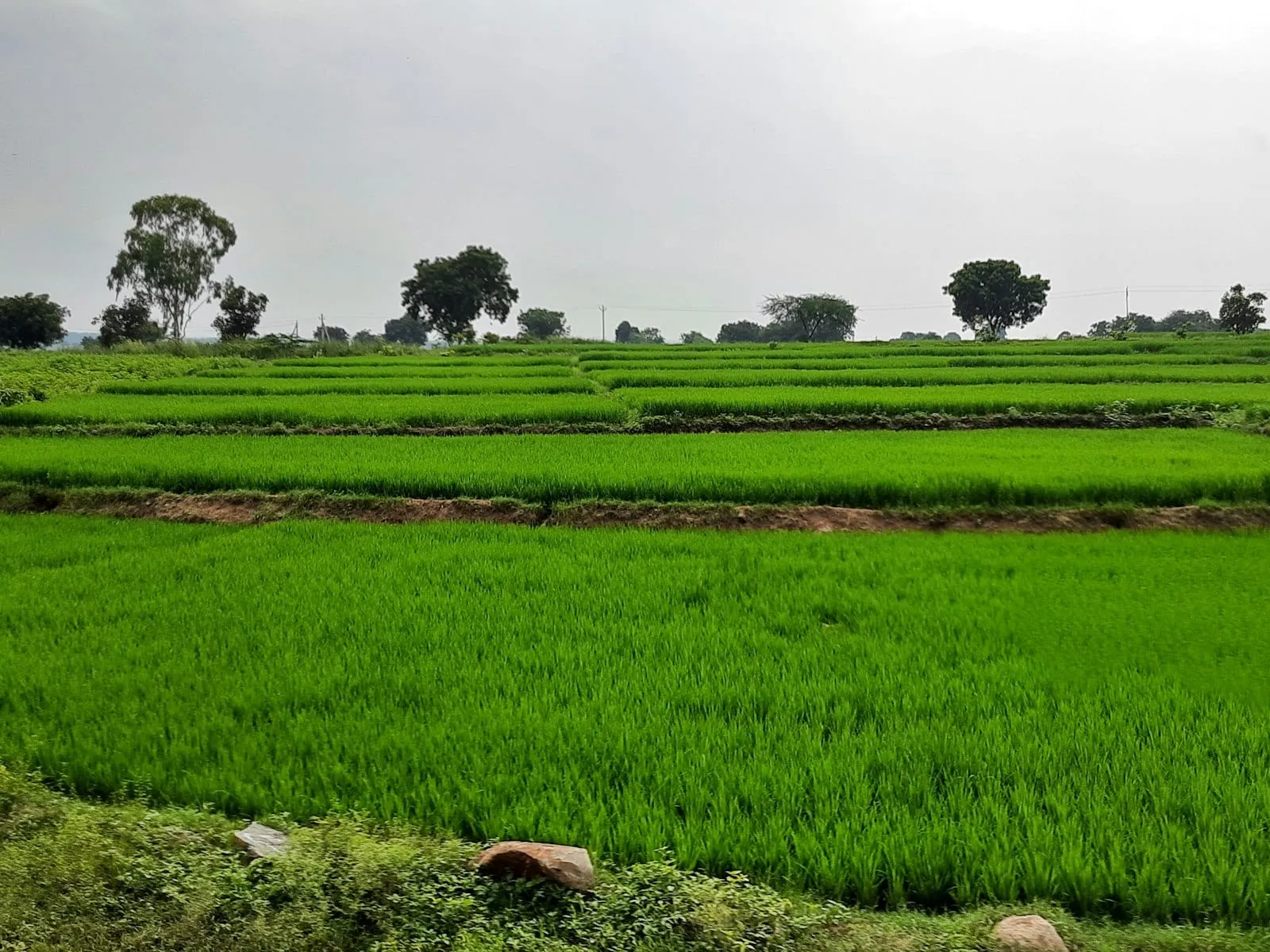 Green fields in rural India under a cloudy sky